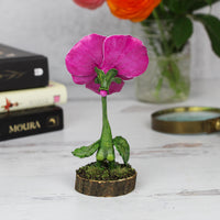 Pari the Pansy Faerie