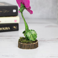 Pari the Pansy Faerie