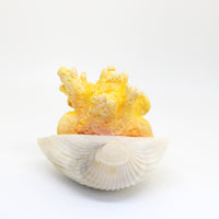 Corly the Coral Faerie