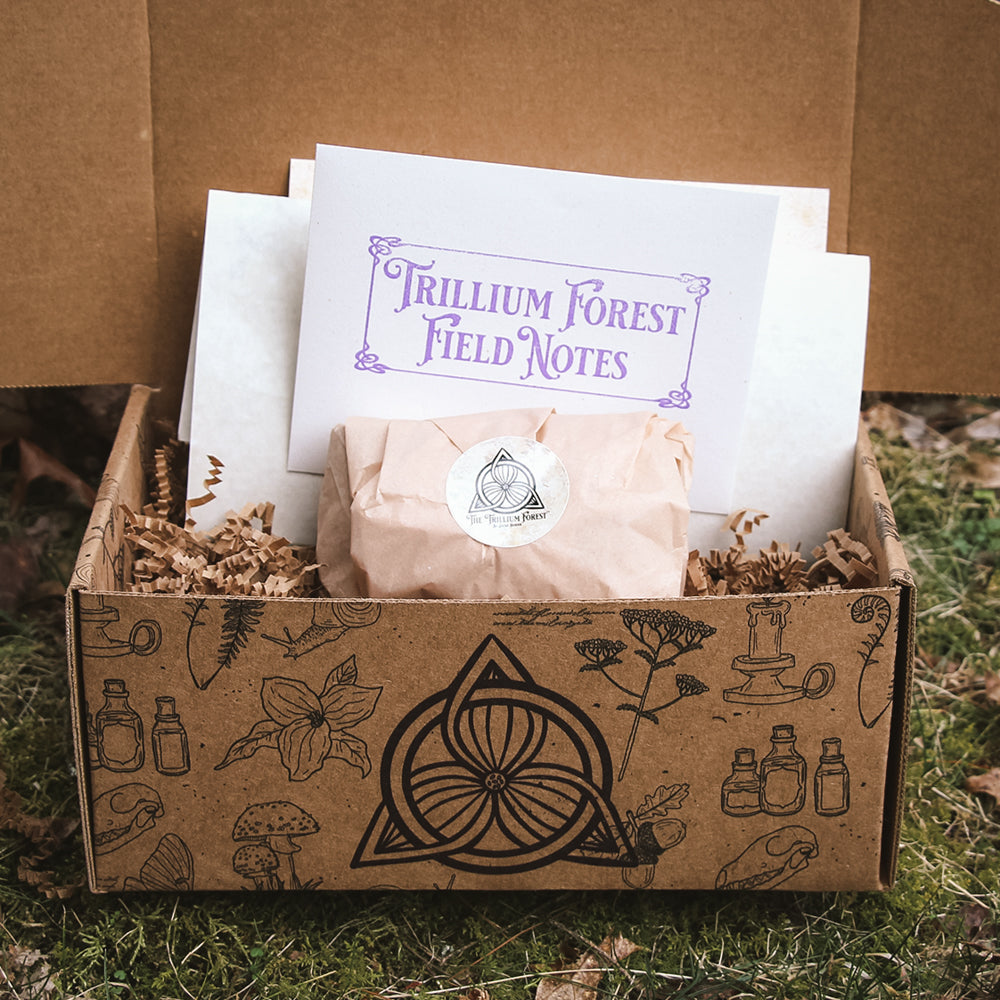 Discovery Box: Bearies