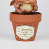 Lavender Seedling #1353