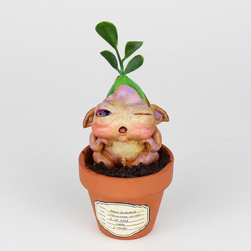Lavender Seedling #1353