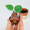 Peppermint Seedling #1357