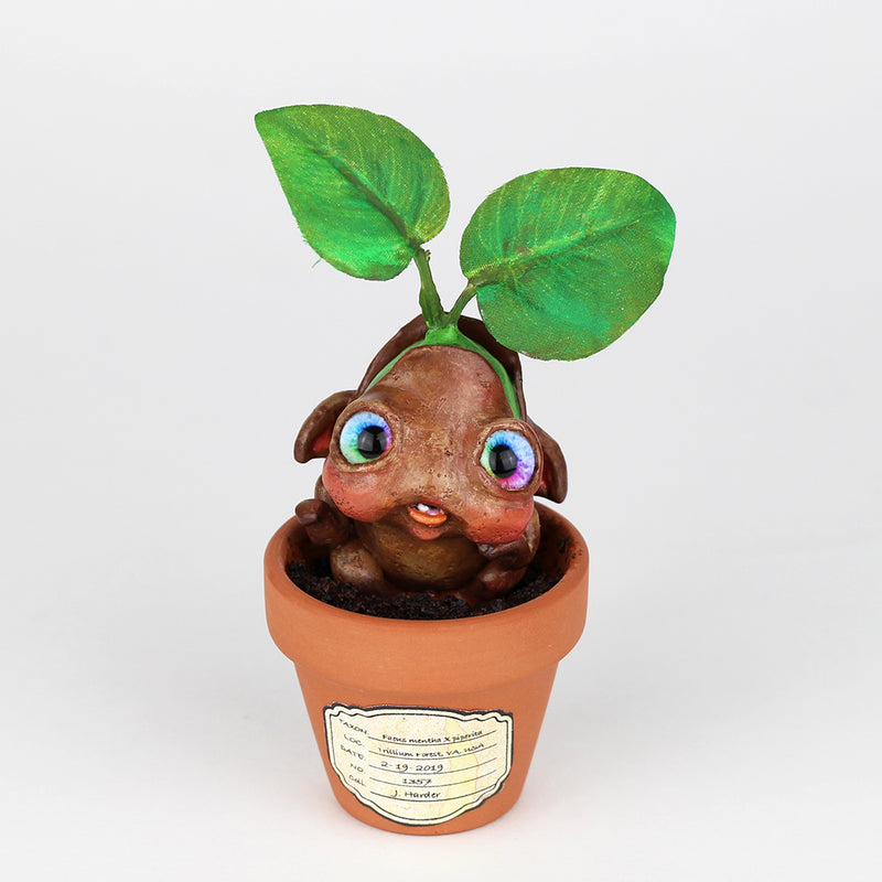 Peppermint Seedling #1357