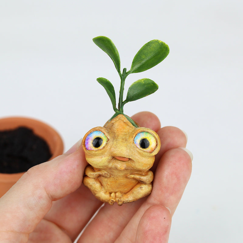 Pumpkin Seedling #1803