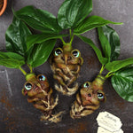 Mandranora the Mandrake Root