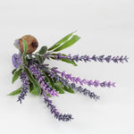 Lavandula the Lavender Stray Sod