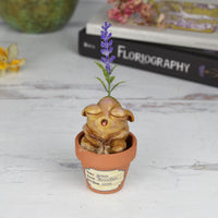 Lavender Seedling Pre-Order