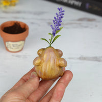 Lavender Seedling Pre-Order