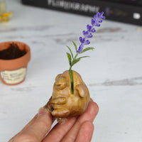 Lavender Seedling Pre-Order