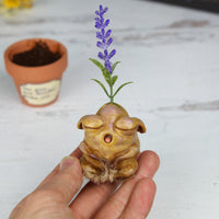 Lavender Seedling Pre-Order