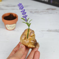 Lavender Seedling Pre-Order