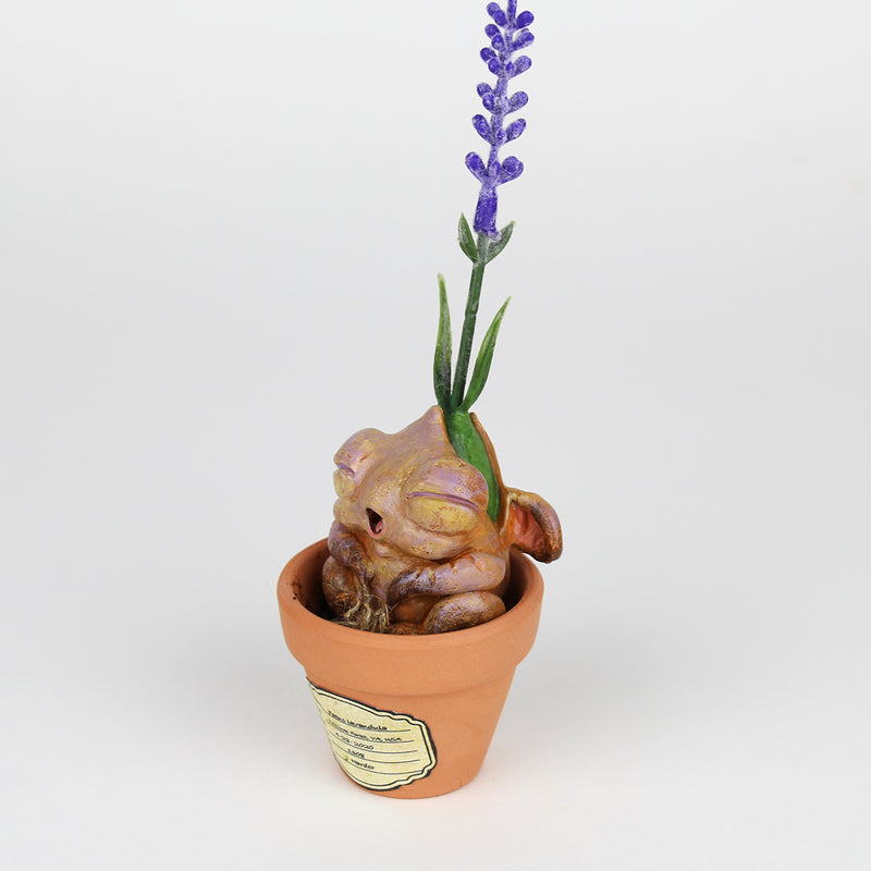 Lavendy the Lavender Seedling