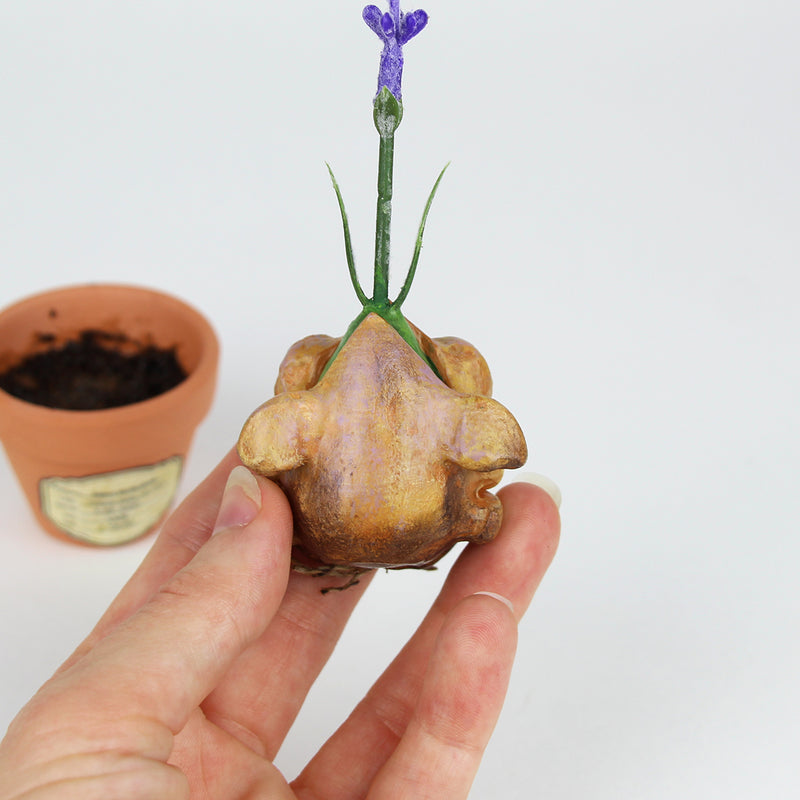 Lavendy the Lavender Seedling