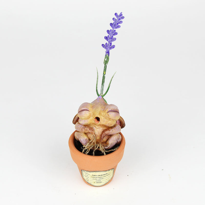 Lavina the Lavender Seedling