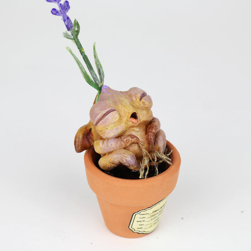 Lavina the Lavender Seedling