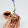 Lavoy the Lavender Seedling