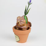 Lavoy the Lavender Seedling