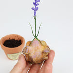 Lavoy the Lavender Seedling