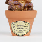 Lavoy the Lavender Seedling