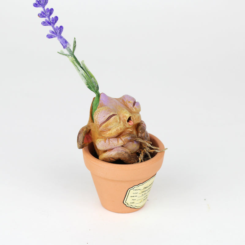 Lavvy the Lavender Seedling