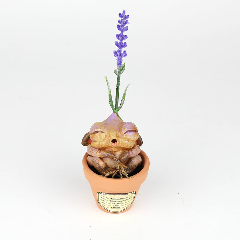 Lavvy the Lavender Seedling