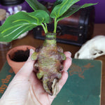 Mandrago the Mandrake Root