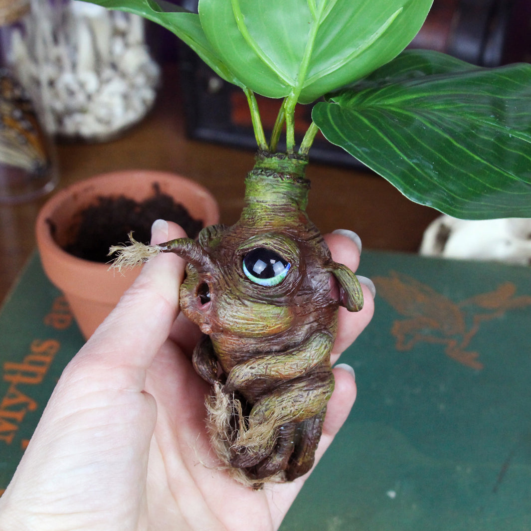 mandrake house plant Mandrago the Mandrake Root