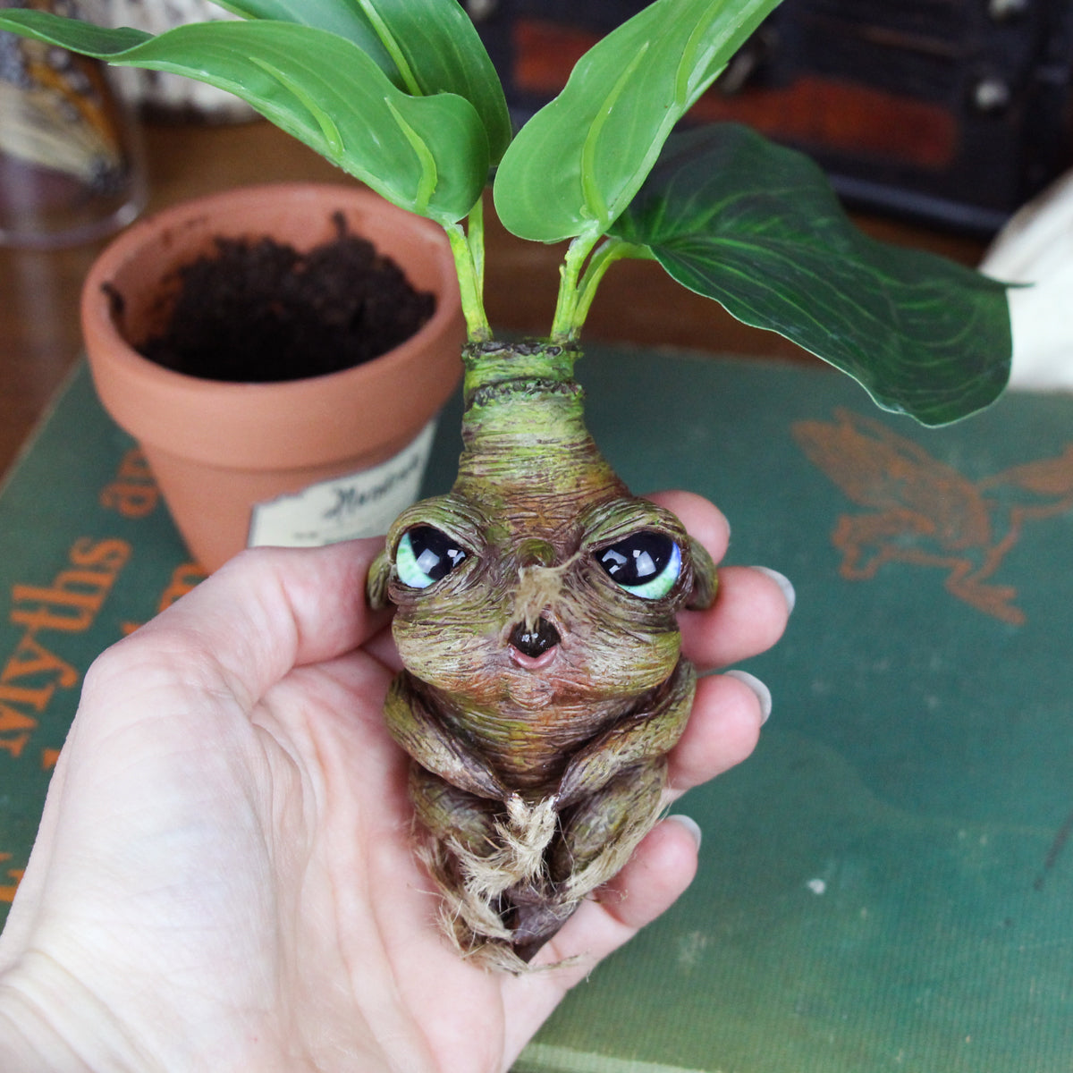 Mandrago the Mandrake Root