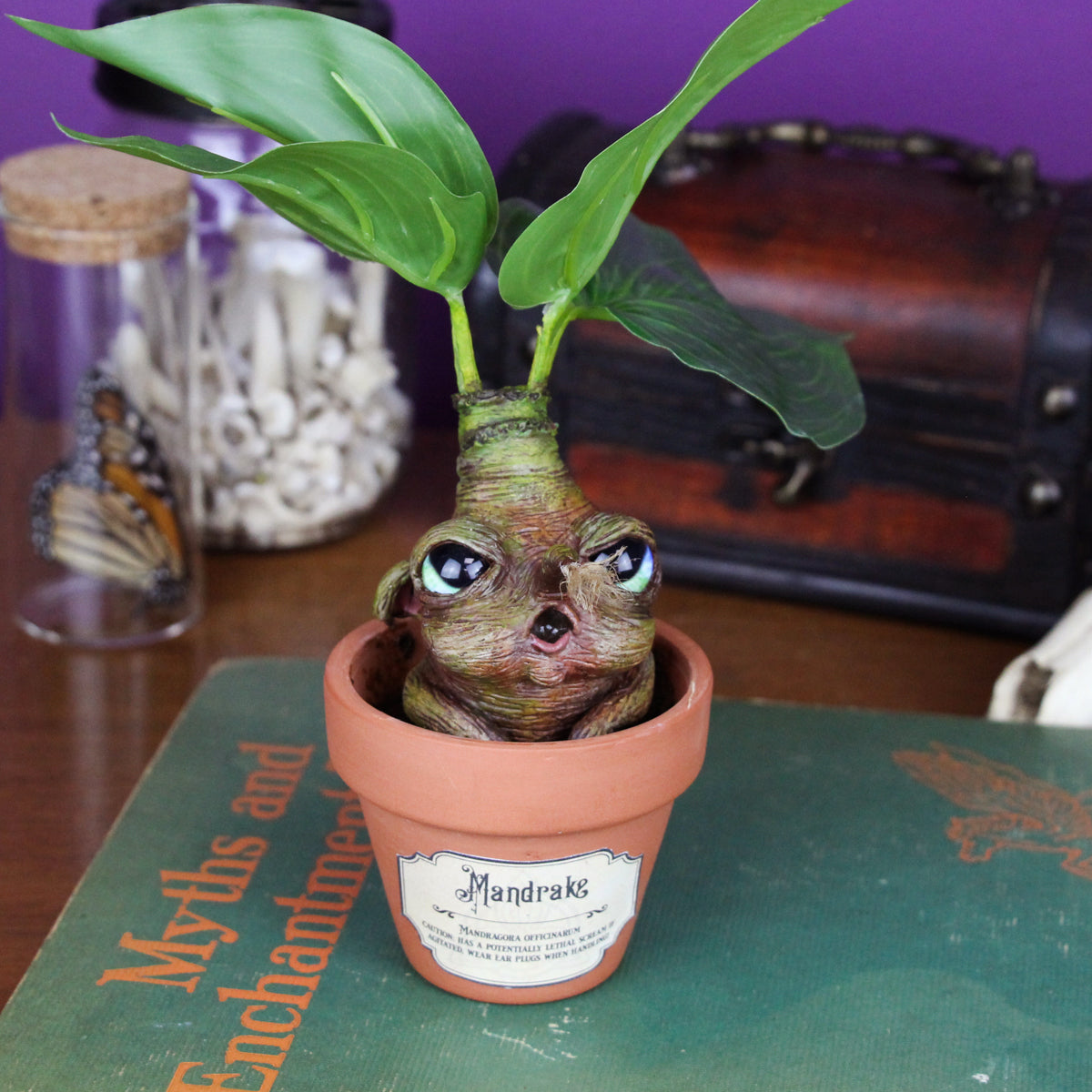 mandrake house plant Mandrago the Mandrake Root
