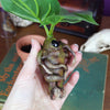 Mandranora the Mandrake Root