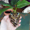 Mandranora the Mandrake Root