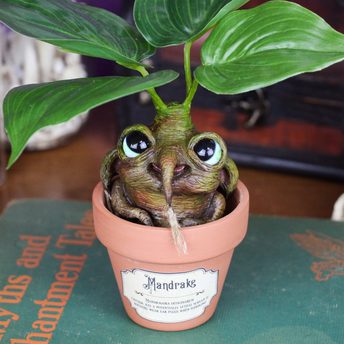 mandrake house plant Mandranora the Mandrake Root – Jackie Harder Art