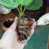 Mandrarrow the Mandrake Root