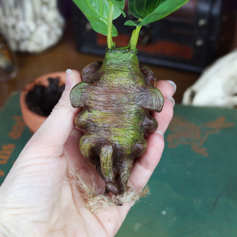 Mandrarrow the Mandrake Root