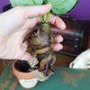Mandrarrow the Mandrake Root