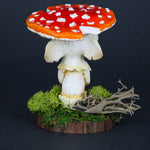 Melabrim the Elder Amanita Mushling