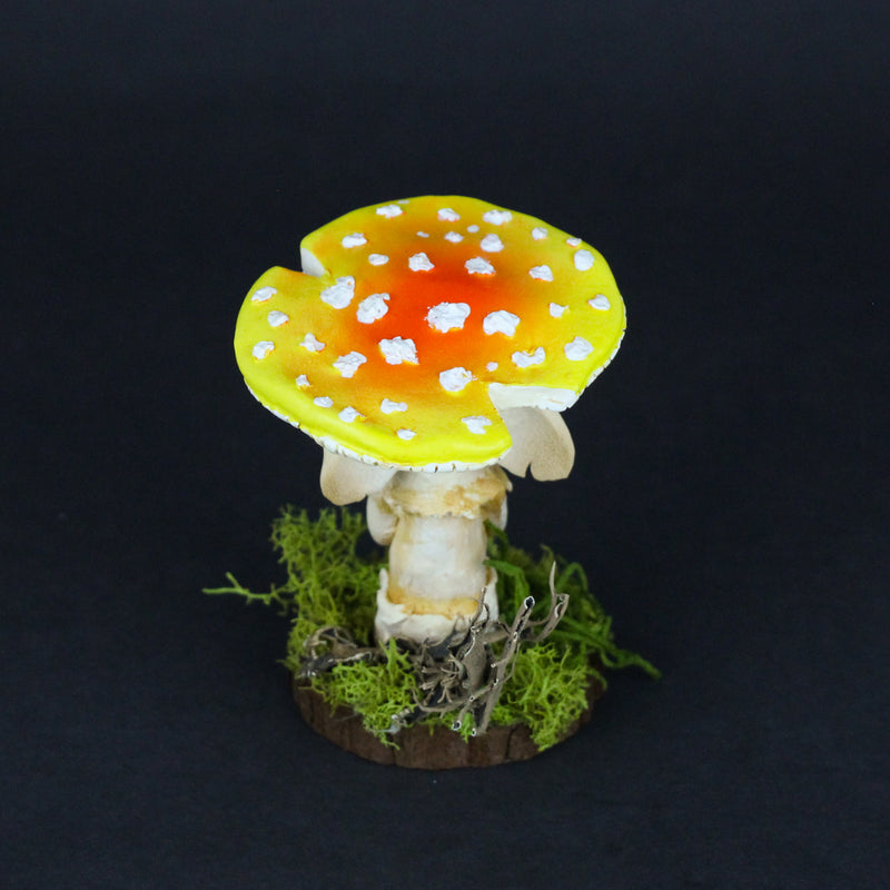 Merwin the Elder Amanita Mushling