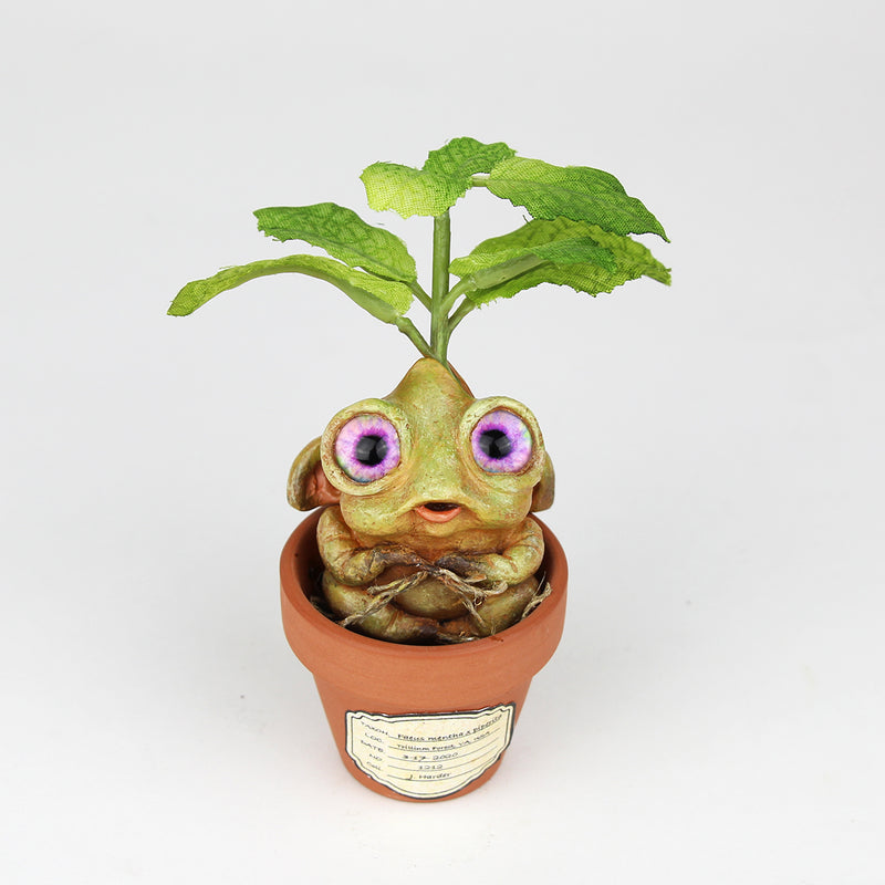 Pepper the Peppermint Seedling