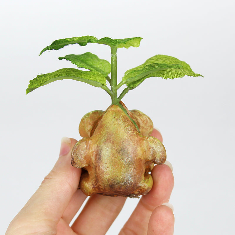 Pepper the Peppermint Seedling