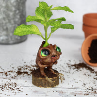 Pimmy the Peppermint Seedling