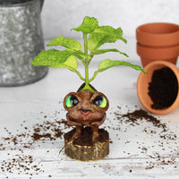 Pimmy the Peppermint Seedling