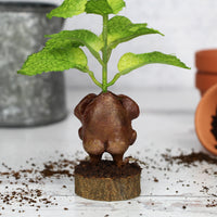 Pimmy the Peppermint Seedling