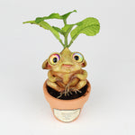 Piperita the Peppermint Seedling