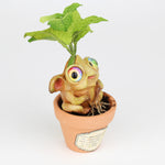 Piperita the Peppermint Seedling