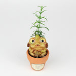 Rosilyn the Rosemary Seedling