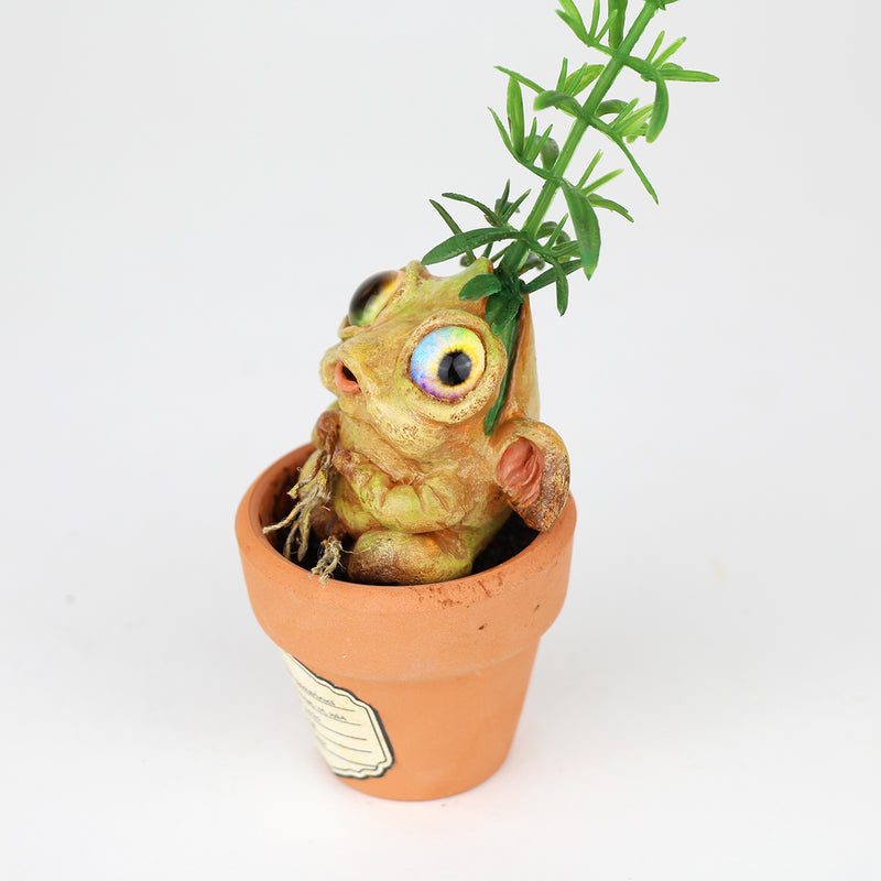Rosilyn the Rosemary Seedling