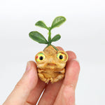 Pumpkin Seedling #1804