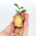 Pumpkin Seedling #1804