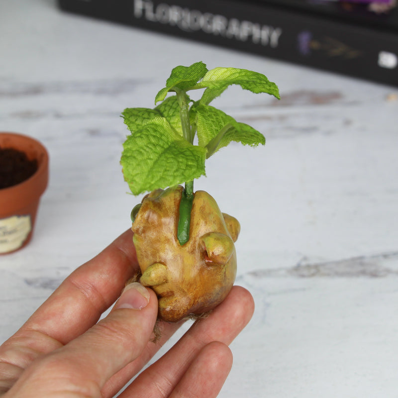 Peppermint Seedling Pre-Order